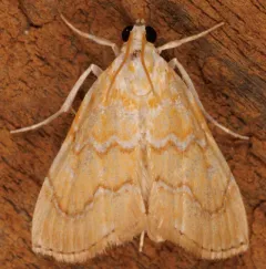 White-roped Glaphyria Moth thumbnail 2