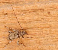 Salt-and-pepper Long-horned Beetle thumbnail 2
