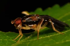 Chyliza notata thumbnail 2