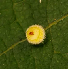 Caryomyia tuberidolium thumbnail 2