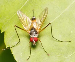 Cholomyia inaequipes thumbnail 3