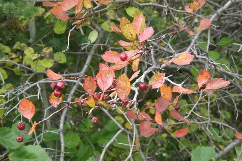 Adams Creek Hawthorn