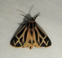 Charlotte's Tiger Moth thumbnail 3