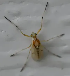Coelotanypus concinnus thumbnail 3