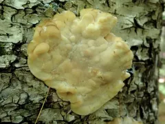 Tyromyces fumidiceps thumbnail 2
