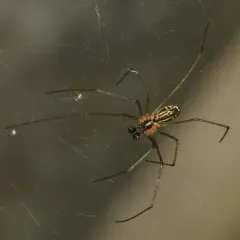 Sierra Dome Spider thumbnail 4