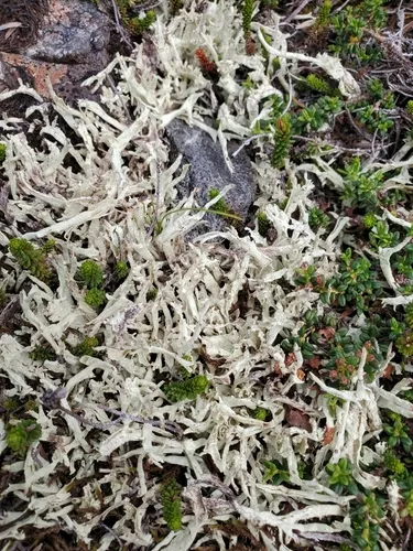 Kanewski's Pixie-cup Lichen