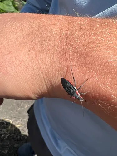 Red-shouldered Bug