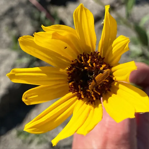 Stiff Sunflower
