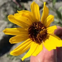 Stiff Sunflower thumbnail 1