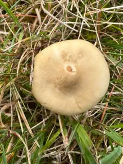 Melanoleuca graminicola thumbnail 2