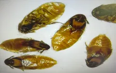 Beaver Beetle thumbnail 2