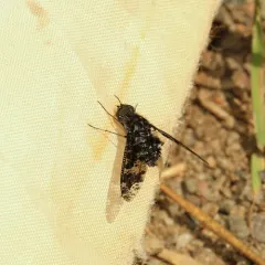 Spotted Bee Fly thumbnail 3
