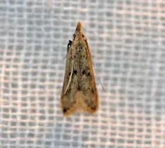 Many-spotted Dichomeris Moth thumbnail 1