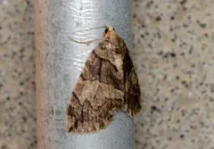 Hydriomena marinata thumbnail 2