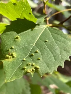Poplar gall mite thumbnail 2