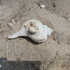 Channeled Whelk thumbnail 2