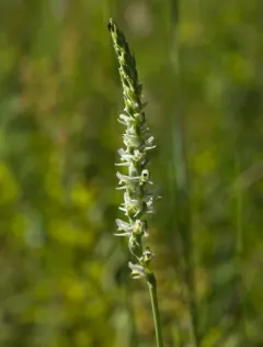 Spring Ladies' Tresses thumbnail 4