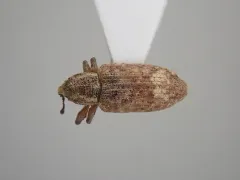 Listronotus appendiculatus thumbnail 2