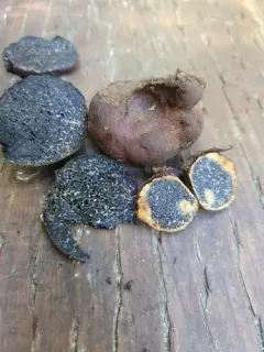 Melanogaster tuberiformis thumbnail 2