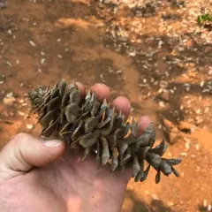 western white pine thumbnail 4