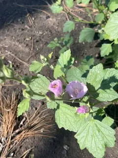 Baker's globe mallow thumbnail 2