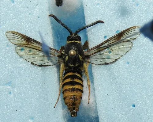 Pine Oak Clearwing