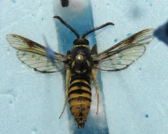 Pine Oak Clearwing thumbnail 1
