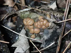 Psilopezia deligata thumbnail 2