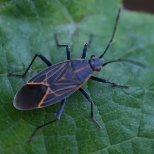 Western Boxelder Bug