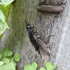 White-horned Horntail thumbnail 2