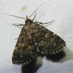 Toothed Idia Moth thumbnail 4