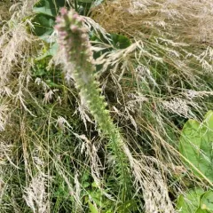 prairie blazing star thumbnail 2