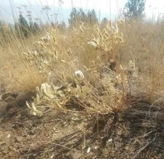 Rollins' Biscuitroot thumbnail 4
