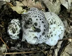 Gunpowder Amanita thumbnail 3