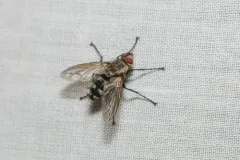 Microphthalma disjuncta thumbnail 4
