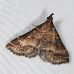 Sociable Renia Moth thumbnail 1