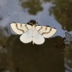 Sulphur Moth thumbnail 3