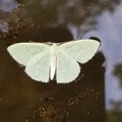 Columbian Emerald thumbnail 2