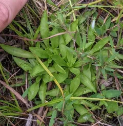 Plymouth gentian thumbnail 2