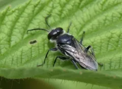 Astata unicolor thumbnail 3