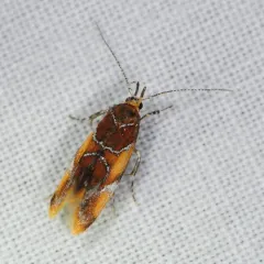 Orange-headed Callima Moth thumbnail 1