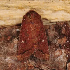 Small Brown Quaker thumbnail 2