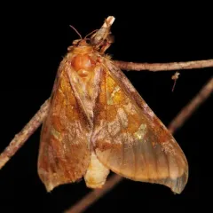 Gold-spotted Ghost Moth thumbnail 4