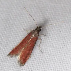 Rusty Varneria Moth thumbnail 3
