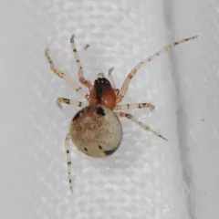 Wamba crispulus thumbnail 4