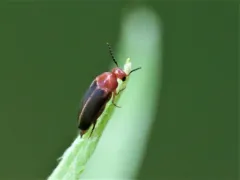 Mordellistena fuscipennis thumbnail 4