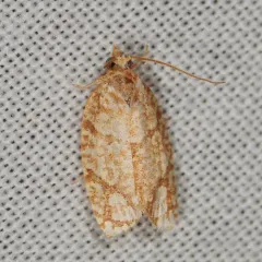 Yellow-winged Oak Leafroller Moth thumbnail 2