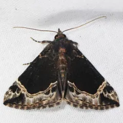 White-lined Snout thumbnail 2