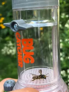 Megachile inimica thumbnail 2